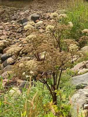 a small tree on top of some rocks at Charming Seaside Cabin With Views Over The Water