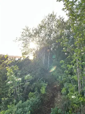 a forest of trees with the sun shining through them at Cozy studio near Bergen in Bergen