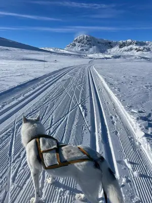 a dog is pulling a sled in the snow at Bjørndalenhytta in Beitostøl