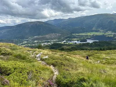 a giraffe standing on top of a grass covered hill at Comfort Apartment in Lone Only 20 minutes away from the heart of the city! in Bergen