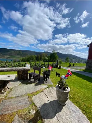 two dogs are standing next to a bench and flags at Holiday house Vindafjord Norway in Ølsvågen