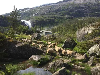 a herd of sheep walking down a hill with a waterfall at Huse Gjestegard in Kinsarvik