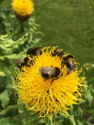 a group of bees on a yellow flower at Huse Gjestegard in Kinsarvik