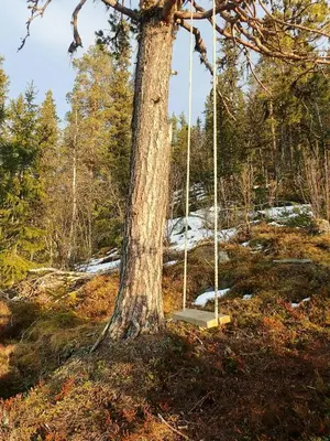 a swing under a tree in the woods at Mountain Cabin With Views Over Nesfjellet in Nesbyen