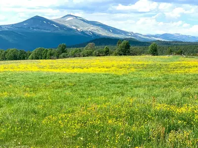 a field of flowers with mountains in the background at Architect Drawn Holiday Home Near Rondane Park in Høvringen