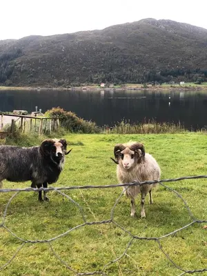 two sheep standing in a field next to a fence at Apartment by the fjord, with boat and jacuzzi included in Larsnes