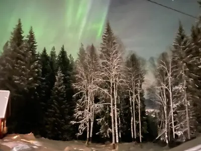 a painting of a forest of trees with a green sky at Bekkvang Fjøs Tiny House in Trysil