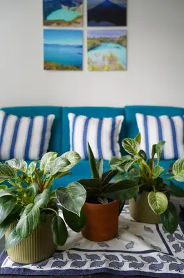 three potted plants on a table in a room at Solrik leilighet på Byåsen in Trondheim