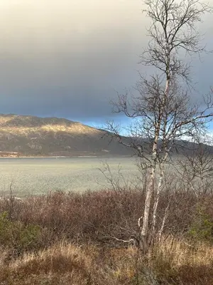 a tree in a field next to a body of water at Møsstrond Turisthytte in Hovden