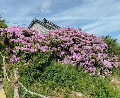 a bunch of purple flowers in front of a house at Seaside Cabin With Archipelago Views In Radøy in Bøvågen