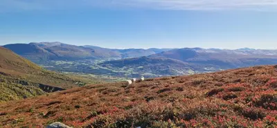 a group of animals standing on top of a mountain at Haugen Gård in Oppdal