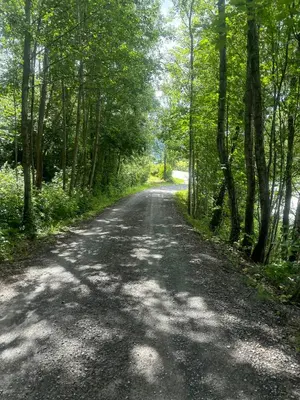 a dirt road with trees on both sides at Family Cabin With Panoramic Views Of Tyrifjorden in Nes