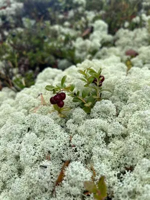 a pile of white plants with a red flower at Charming Cabin In Jotunheimen in Vaga