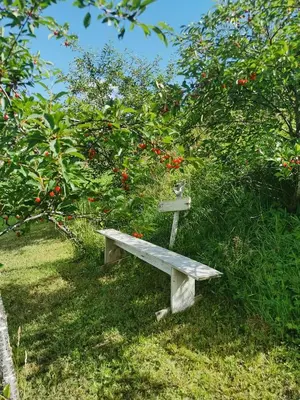 a bench sitting in the grass next to an apple tree at Peaceful Log Cabin By The Fjord On Ytterøy in Ytteroy