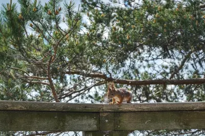 a small squirrel standing on top of a wooden fence at Faråsen Luxury Treetop Cabin - Sleep Among the Trees in Ringsaker