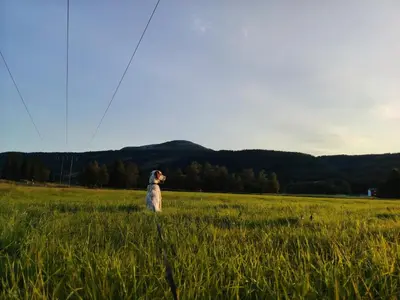 a dog sitting in a field of tall grass at Landgård Feriehus in Trysil