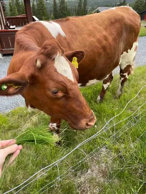 a brown and white cow standing next to a fence at Traditional mountain cabin in Valdres in Blomstølen