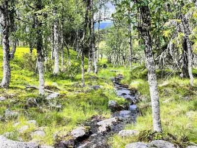 a path through a forest with trees and a creek at 4 star holiday home in gol in Gol
