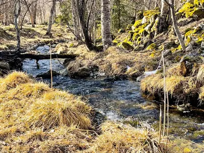 a stream in a wooded area with grass and trees at 8 person holiday home in Hemsedal in Hemsedal