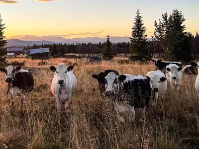 a group of cows standing in a field at 4 person holiday home in gol in Gol