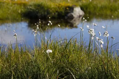 a field of grass next to a body of water at Pellestova Apartments in Hafjell