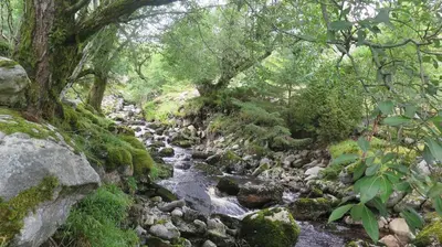 a stream in a forest with rocks and trees at Sara's Fjord View House in Stadlandet
