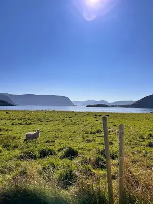 a sheep standing in a field next to a fence at Cozy house with sea view close to Ålesund in Havsteinen