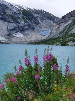 a view of a lake with pink flowers at Over the Fjord in Leikanger