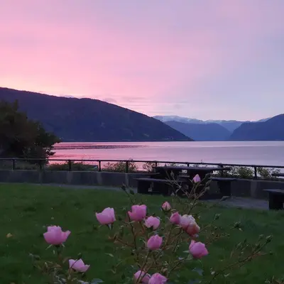 a field of pink roses with a view of a lake at Over the Fjord in Leikanger
