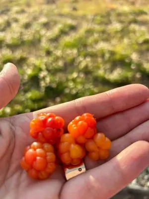 a hand holding a bunch of orange berries at Modern Cabin With Panoramic Views At Nesfjellet in Nesbyen