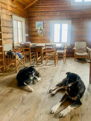 two dogs laying on the floor in a living room at Traditional Mountain Cabin Near Hallingskarvet in Torpo