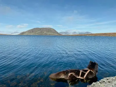 a duck in the water with a harness on at Traditional Mountain Cabin Near Hallingskarvet in Torpo