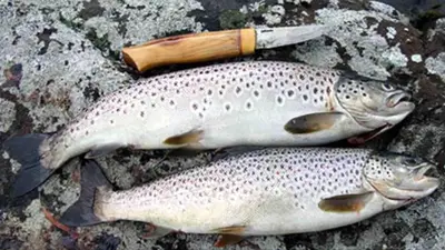 two fish sitting on a rock with a knife at Ski in & out hytte på Lemonsjøen i Jotunheimen in Randsverk