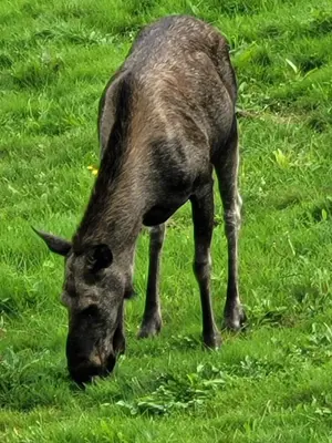 a goat grazing in the grass in a field at Adventure house Katrine in Mosvik