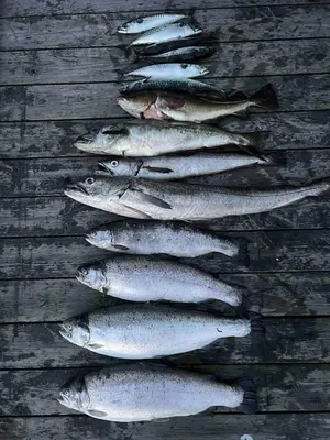 a group of silver fish lined up on a table at #Beautiful outdoor area and cozy small cottage# in Fotlandsvåg