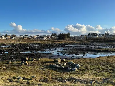 a group of animals laying in a field at Leilighet på Harøya in Ålesund