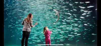 a woman and a girl looking at a dolphin in an aquarium at The Jugend Loft in Ålesund