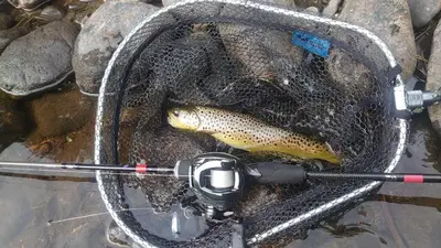 a brown trout in a net with a fish at Studio apartment 48m2 in Hølera