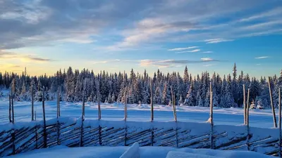 a fence in a snow covered field with trees at Cabin Lillehammer, Nordseter, Sjusjøen in Lillehammer