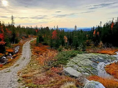 a dirt road in the middle of a forest at New, cozy cottage on Norefjell with stunning views in Noresund