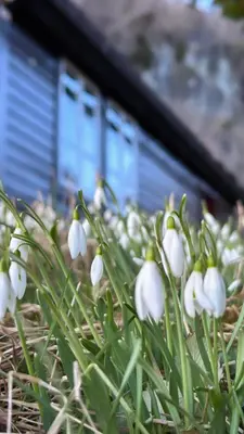 a bunch of white flowers sitting in the grass at Historic Farm With Sea View Over Bjørnefjorden