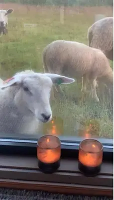 a sheep is looking out a window with candles at Large and family friendly cabin near Langedrag in Tunhovd
