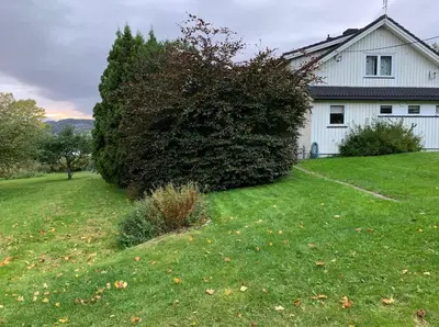 a house with a large bush in the yard at Landlige Peru in Ringsaker