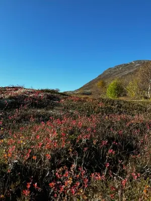 a field of red flowers on a hill at Gateway to Hardangervidda - Fireplace, Ski trails, Nature reset in Maurset
