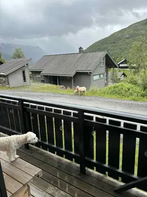 a dog looking over a fence at a house at Røldal ski in ski out in Håra