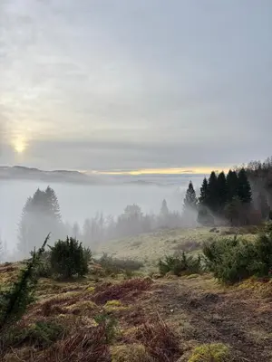 a foggy field with the sun in the background and trees at Birdbox Bergen in Bergen