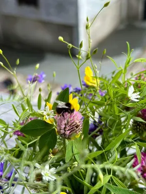 a bee is sitting on a bunch of flowers at Family-Friendly Mountain Cabin At Haglebu in Haglebu