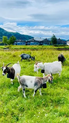 a group of goats grazing in a field of grass at Strandhus i idylliske omgivelser in Batnfjordsøra
