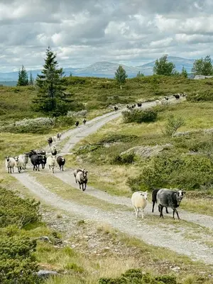 a herd of sheep walking down a dirt road at Modern Cabin By The Ski Trails At Fagerhøy in Sør-Fron