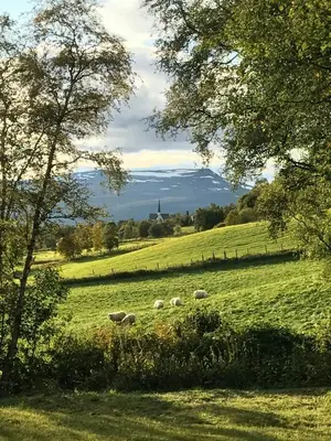 a group of sheep grazing in a field at Mountain Base For Active Explorers in Oppdal